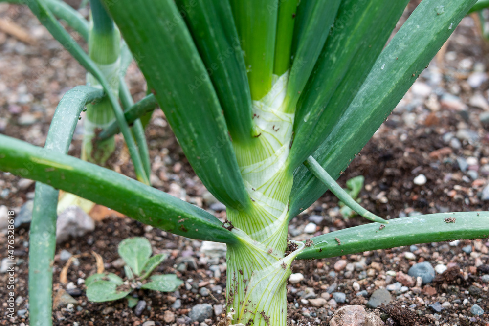 A thick stalk of a healthy green onion growing in organic topsoil in an above ground wooden vegetable box on a farm. The tall sweet white onion has vibrant green stems with yellow based stalks. A thick stalk of a healthy green onion growing in organic topsoil in an above ground wooden vegetable box on a farm. The tall sweet white onion has vibrant green stems with yellow based stalks.