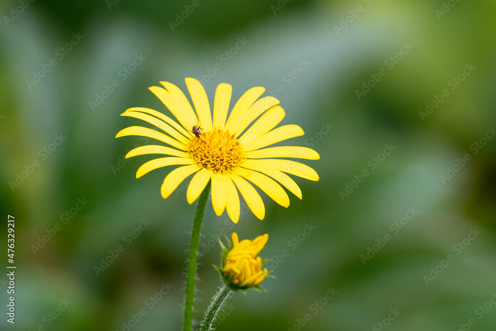 A delicate yellow daisy flower blooming on a long green thin stem. There's a small black fly in the yellow center of the flower. There's a small daisy bud below the flower with green trim. A delicate yellow daisy flower blooming on a long green thin stem. There's a small black fly in the yellow center of the flower. There's a small daisy bud below the flower with green trim.