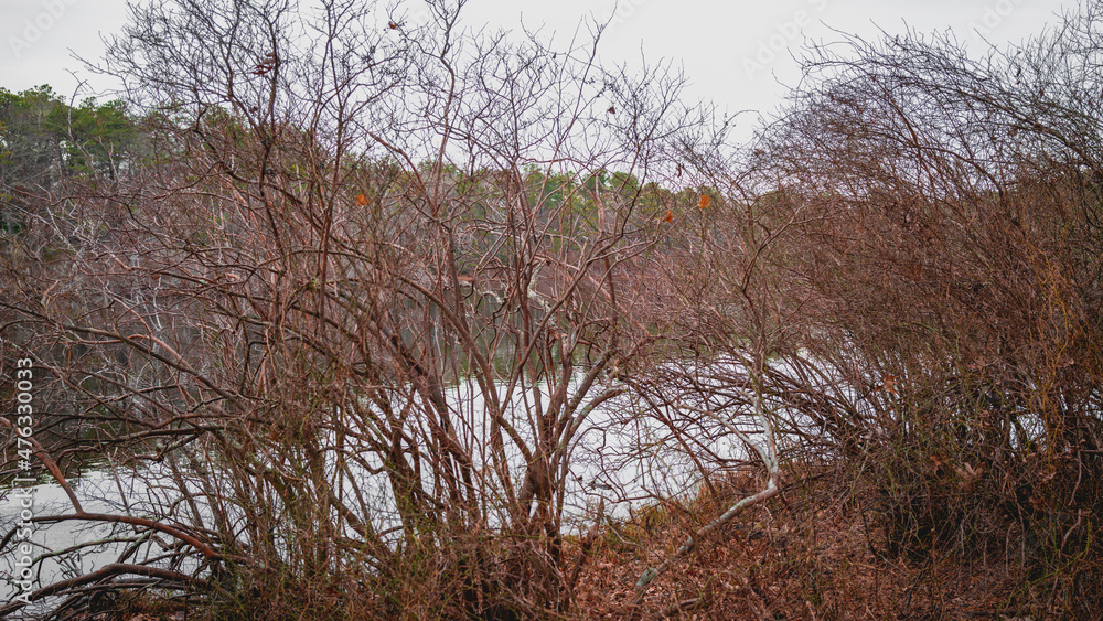 Abstract geometry of bare trees and bushes with white sky and lake reflections of pine tree forest on the background Abstract geometry of bare trees and bushes with white sky and lake reflections of pine tree forest on the background