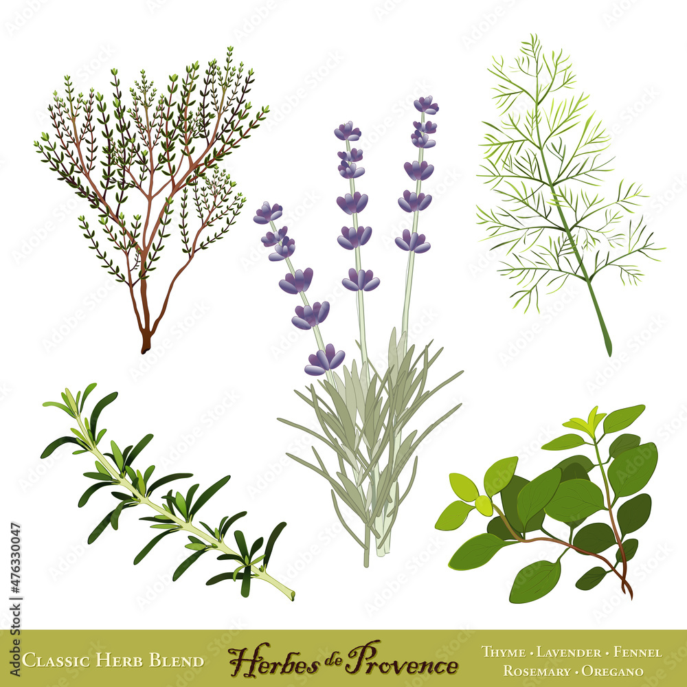 Herbes de Provence, Traditional French Herb Blend,  Sweet Lavender, Rosemary, Thyme, Sweet Fennel, Oregano. Isolated on white.