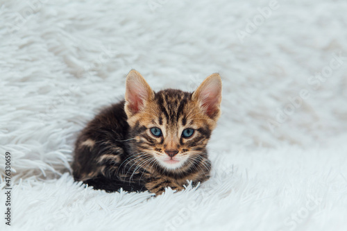 Little marble bengal kitten on the white fury blanket