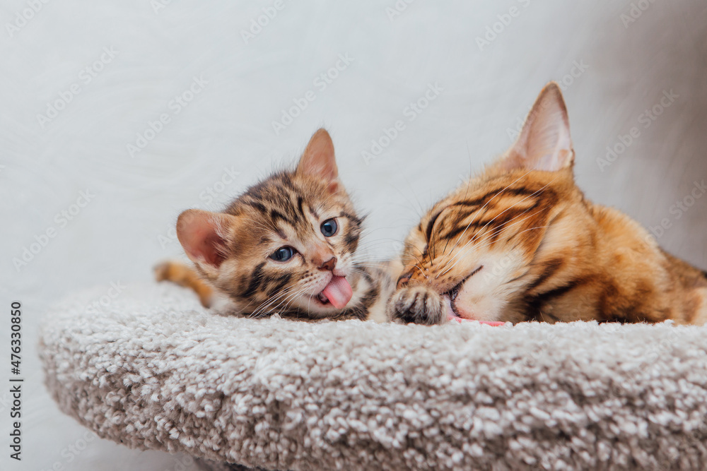 Young cute bengal cat laying with mother-cat on a soft cat's shelf of a cat's house. Young cute bengal cat laying with mother-cat on a soft cat's shelf of a cat's house.