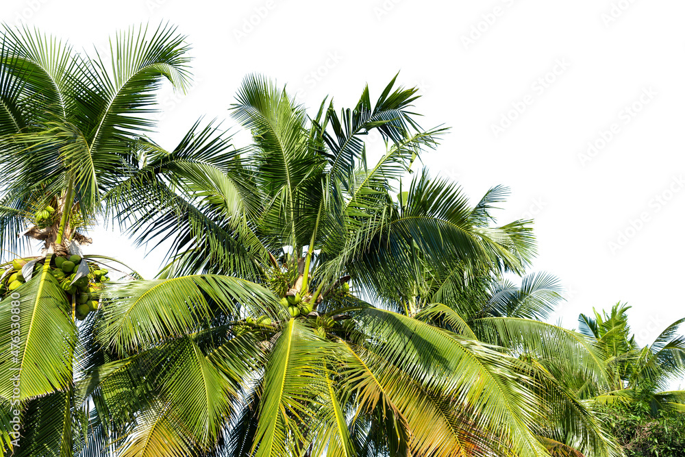 Fototapeta premium Line up of coconut tree isolated on white background.