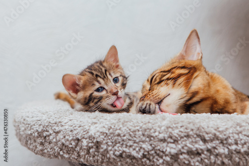 Young cute bengal cat laying with mother-cat on a soft cat's shelf of a cat's house.