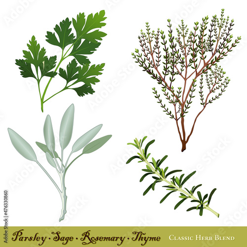 Parsley, Garden Sage, Rosemary and English Thyme, Classic herb blend. Isolated on white background. Immortalized in traditional English ballad "Scarborough Fair". 