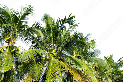 Line up of coconut tree isolated on white background.