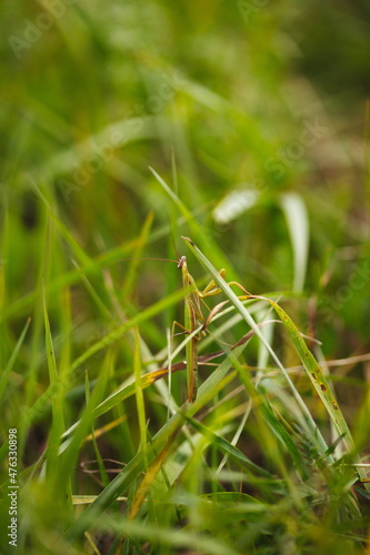 A preying mantis in its natural habitat in Ontario, Canada.