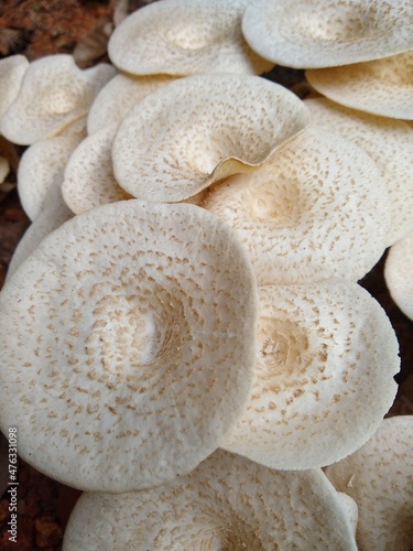small white mushrooms, close-up view