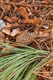 Beautiful pine cone and fir branch in forest