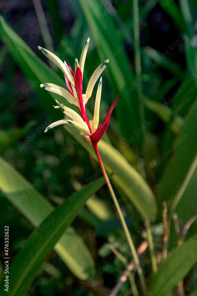 Beautiful heliconia psittacorum, Heliconia spathocircinata golden torch, Strelitzia, lady diana, latispatha, yellow and red flower blooming among the leaves in the garden. Tropical flowers. Beautiful heliconia psittacorum, Heliconia spathocircinata golden torch, Strelitzia, lady diana, latispatha, yellow and red flower blooming among the leaves in the garden. Tropical flowers.