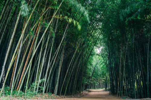 Fototapeta Naklejka Na Ścianę i Meble -  Juknokwon green bamboo forest road in Damyang, Korea