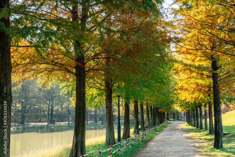 Metasequoia road autumn forest in Damyang, Korea