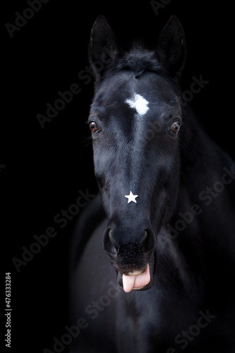 Portrait of a black trotter horse in front of a black background
