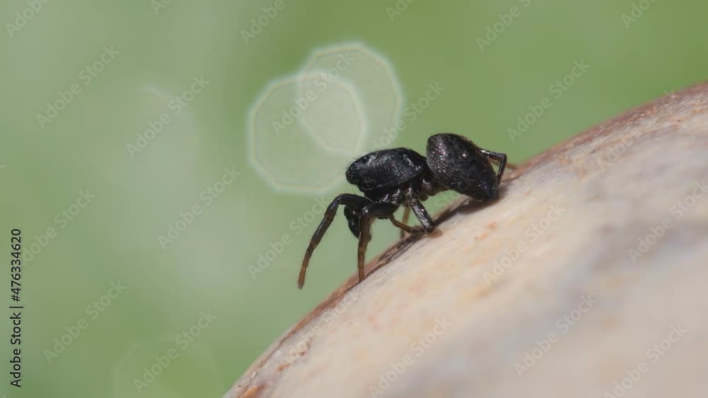 Male of Copper Sun Jumper or Copper Sun-jumper, Jumping Spider, Heliophanus cupreus in his environment Male of Copper Sun Jumper or Copper Sun-jumper, Jumping Spider, Heliophanus cupreus in his environment