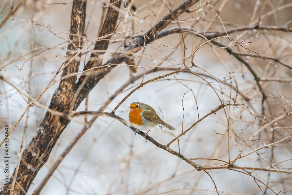 European robin perched on a branch in winter European robin perched on a branch in winter