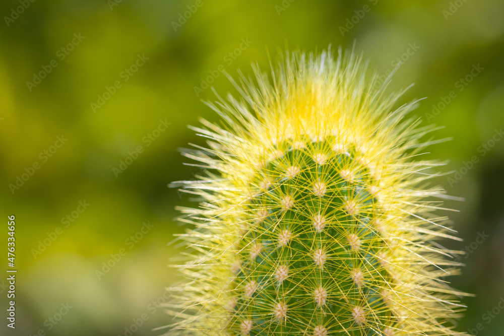 Little Cactus plant with nature background Little Cactus plant with nature background