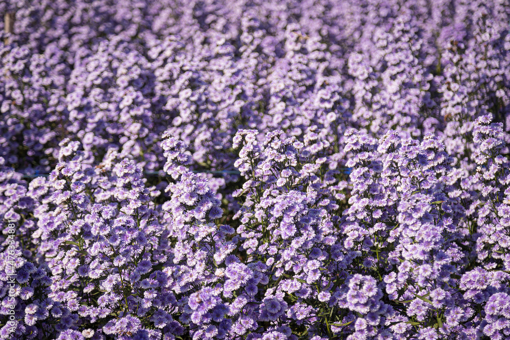 Purple margaret flowers (Michaelmas Daisy) are blooming beautifully