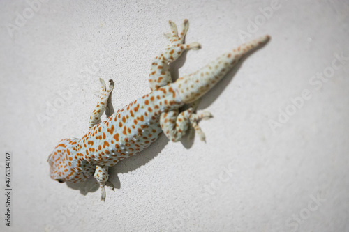 Large gecko is perched on a cement wall texture