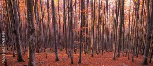 Fototapeta Naklejka Na Ścianę i Meble -  Autumn beech forest on a mountain slope