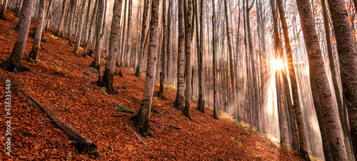 Fototapeta Naklejka Na Ścianę i Meble -  Autumn beech forest on a mountain slope