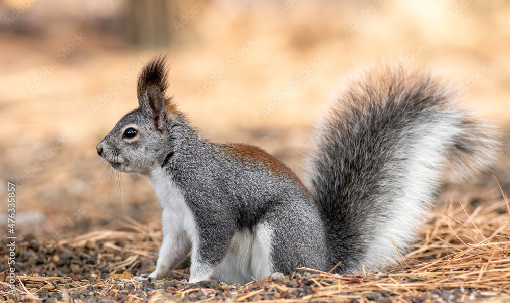 Abert's Squirrel Abert's Squirrel