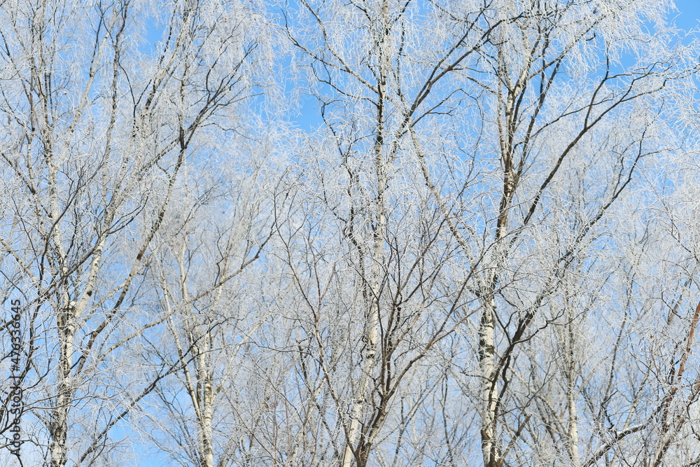Close-up of frost-covered birch branches against a blue sky Close-up of frost-covered birch branches against a blue sky