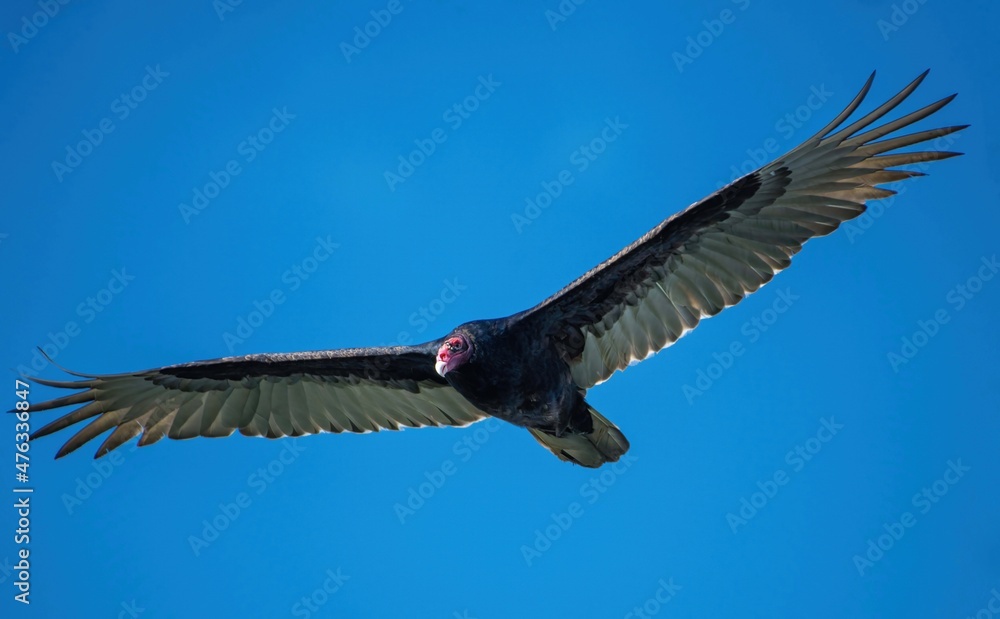 vulture in flight vulture in flight