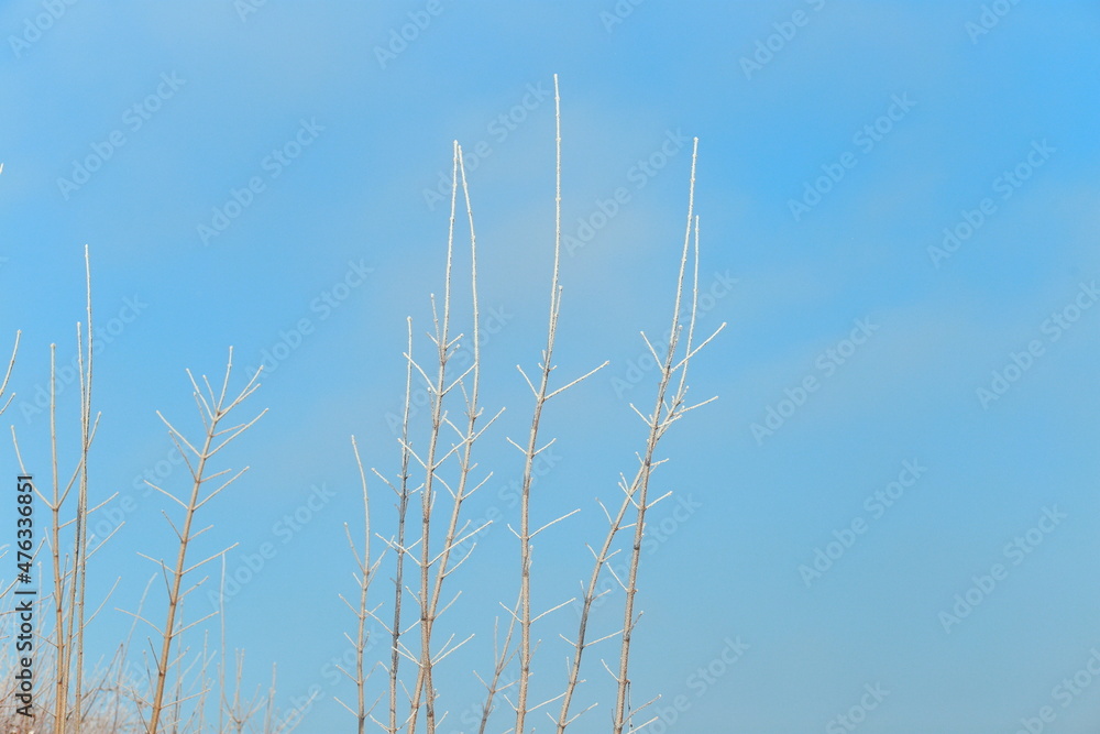 Close-up of branches covered in frost on a sunny winter day, clear blue sky at the background.
Close-up of branches covered in frost on a sunny winter day, clear blue sky at the background.