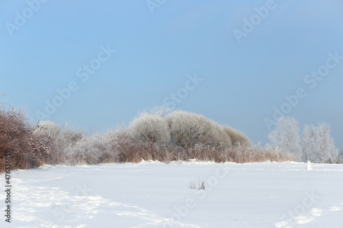 Wallpaper Mural Bushes and small trees covered in frost, snowy meadow, winter landscape, sunny day
 Torontodigital.ca