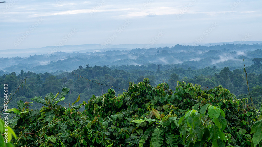 Beautiful landscape of Borneo tropical rainforest in the morning. Misty morning in the forest