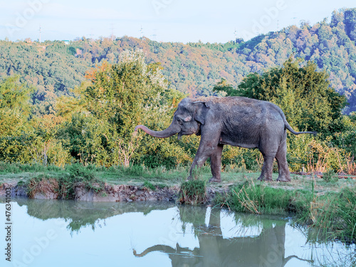 A large gray elephant walks along the bank of a muddy pond surrounded by deciduous forest. Travel to the world of wild nature