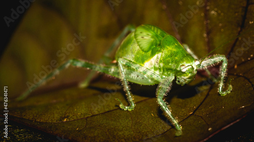 Closeup of Borneo bush cricket. Green grasshopper on brownish leaf © hilmawan nurhatmadi