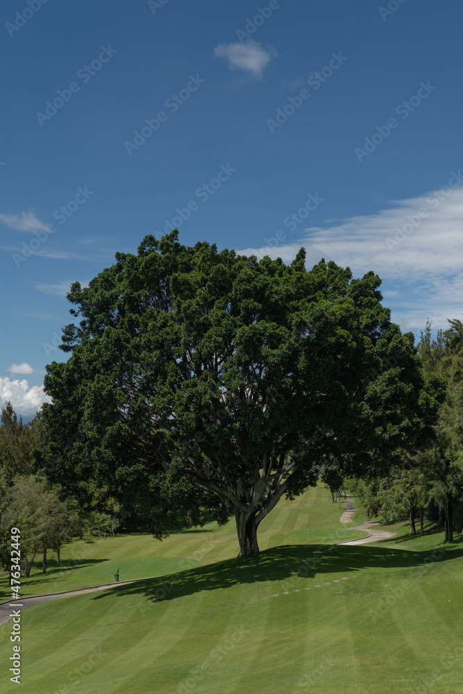 Tree in a field