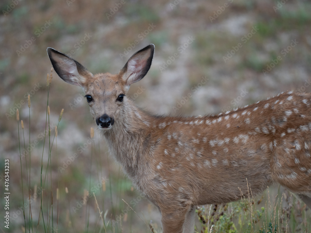 Close Up of an Alert Whitetail Fawn with Spotted Coat Looking at Camera Close Up of an Alert Whitetail Fawn with Spotted Coat Looking at Camera