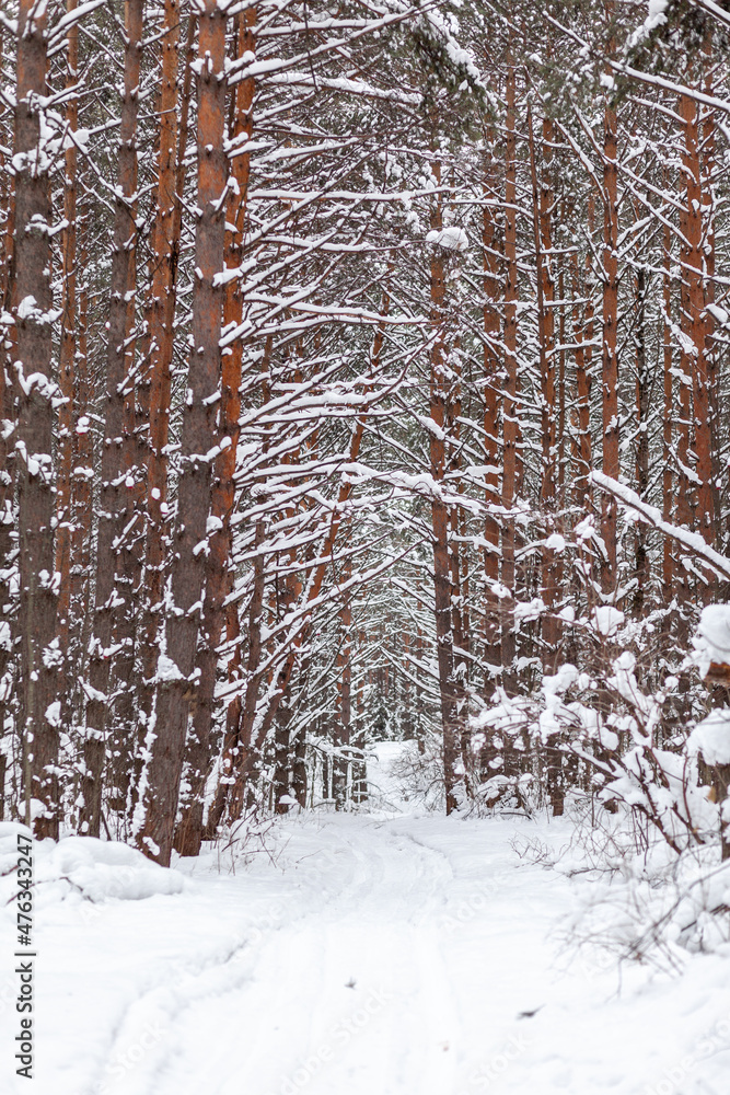 A walk through the winter forest. Snow trees and a cross-country ski trail. Beautiful and unusual roads and forest trails. Beautiful winter landscape. The trees stand in a row A walk through the winter forest. Snow trees and a cross-country ski trail. Beautiful and unusual roads and forest trails. Beautiful winter landscape. The trees stand in a row