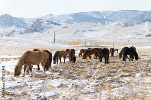 Herd of Horses at Gorkhi-Terelj National Park at Ulaanbaatar, Mongolia. Winter Jan 25 2019.  