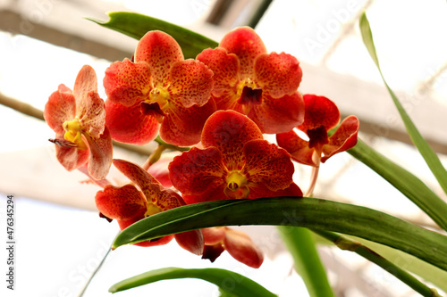 Orange and yellow orchid with green leaf,orchid flower phalaenopsis or falah on a white background,Selective focus. photo