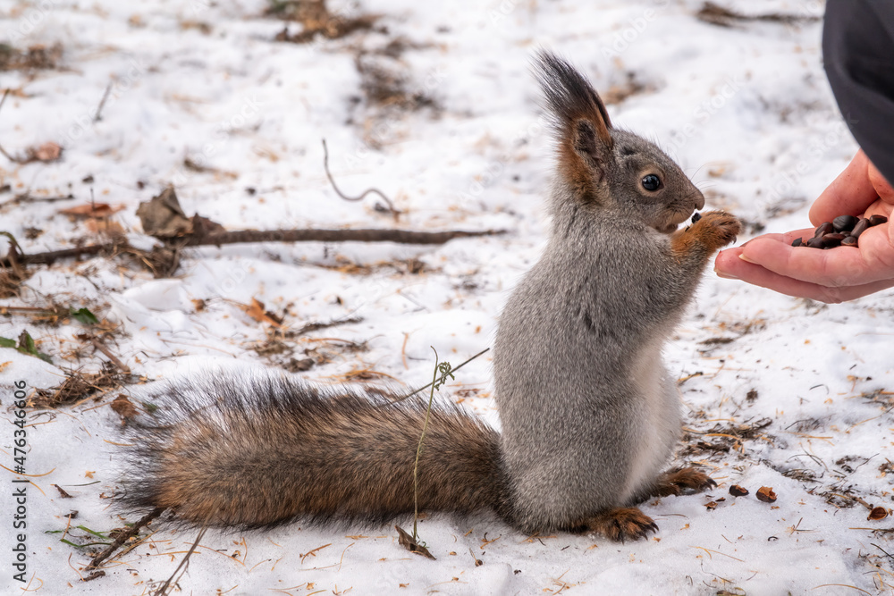 Fototapeta premium Squirrel eats nuts from a man's hand. Caring for animals in winter or autumn.