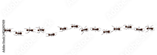 Fotografiet Black ant trail