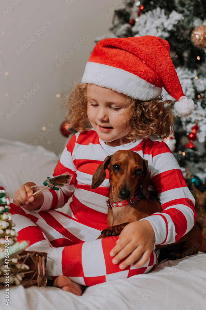 dog and little girl in red and white pajamas eats a tasty homemade Christmas lollipop sitting in bed. child and a pet. baby and dachshund are having fun and celebrating the new year. lifestyle dog and little girl in red and white pajamas eats a tasty homemade Christmas lollipop sitting in bed. child and a pet. baby and dachshund are having fun and celebrating the new year. lifestyle