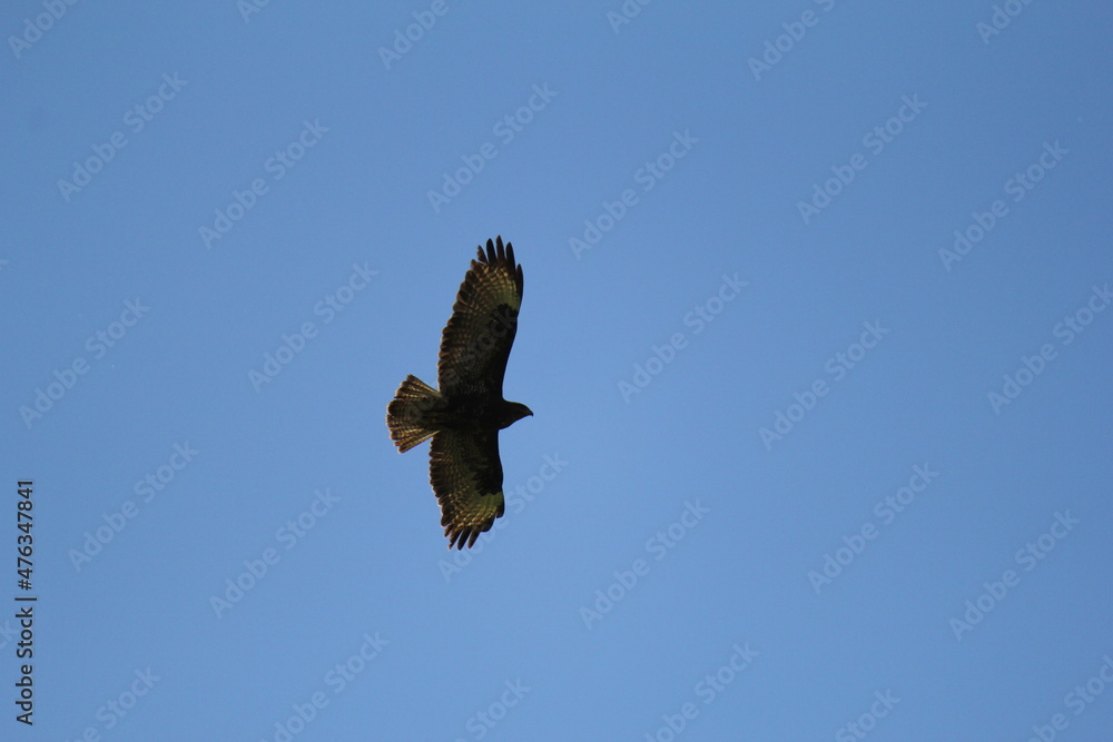 flight of an eagle