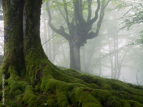 OLYHayedo de Belaustegui, en Orozko, Bizkaia, Euskadi, España, es un bosque formado por hayas trasmochas centenarias.MPUS DIGITAL CAMERA photo