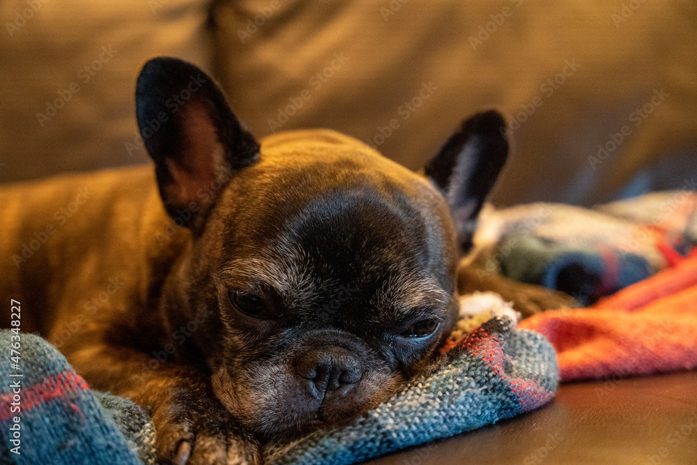 french bulldog puppy french bulldog puppy