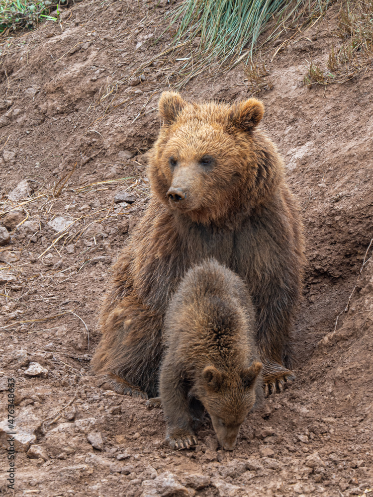 Osa Con Osezno De Oso Pardo Ursus Arctos Arctos Que En Espa a Habita osa-con-osezno-de-oso-pardo-ursus-arctos-arctos-que-en-espa-a-habita