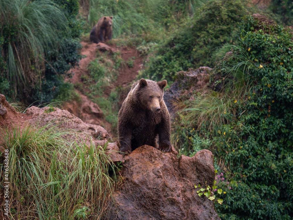 Oso pardo. Ursus Arctos Arctos, que en España habita la cordillera cantábrica y los pirineos. Su pelaje varía entre el marrón oscuro y el dorado. Oso pardo. Ursus Arctos Arctos, que en España habita la cordillera cantábrica y los pirineos. Su pelaje varía entre el marrón oscuro y el dorado.