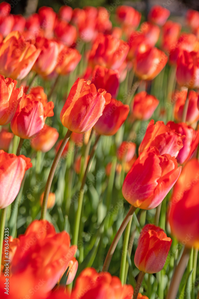 Red tulips in sunlight. Spring postcard for congratulations. Selective focus.