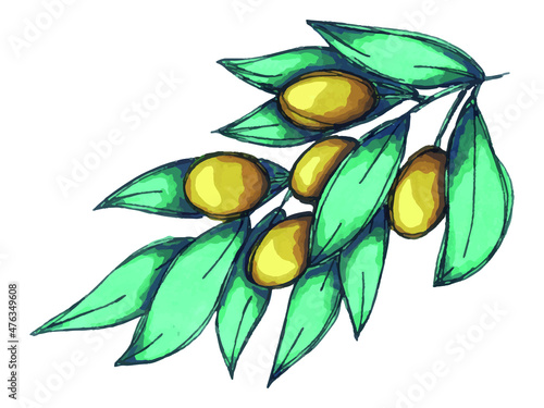 Vector illustration of olive branch. Colorful hand drawn eco food clip art isolated on white background. For print, web, design, decor.