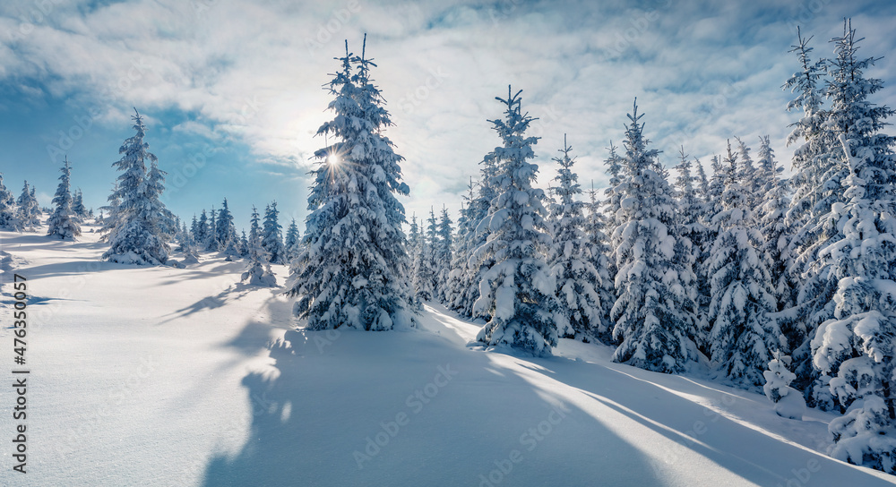 Unbelievable outdoor scene of mountain valley. Fir trees covered by fresh snow in Carpathian mountains. Spectacular winter view of fir trees forest. Beauty of nature concept background.