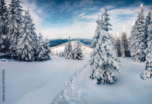 Beautiful winter scenery. Dramatic morning scene of Carpathian mountains. Astonishing outdoor scene of mountain forest. Attractive landscape of fir tree woodland covered by fresh snow.