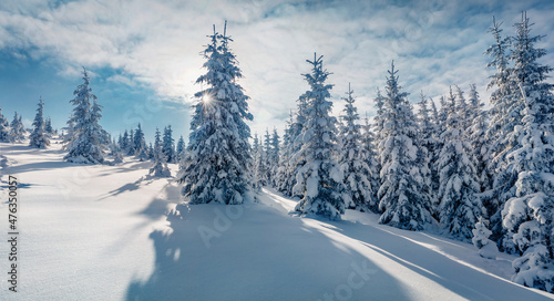 Unbelievable outdoor scene of mountain valley. Fir trees covered by fresh snow in Carpathian mountains. Spectacular winter view of fir trees forest. Beauty of nature concept background. © Andrew Mayovskyy